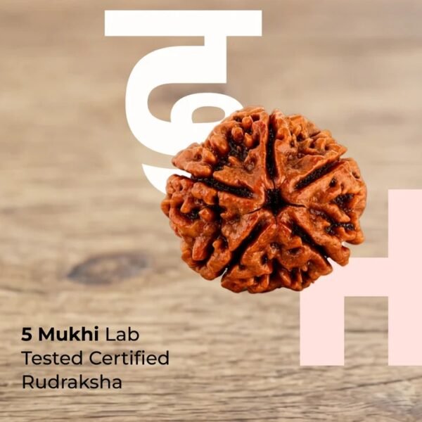 5 Mukhi Nepali Rudraksha Bead